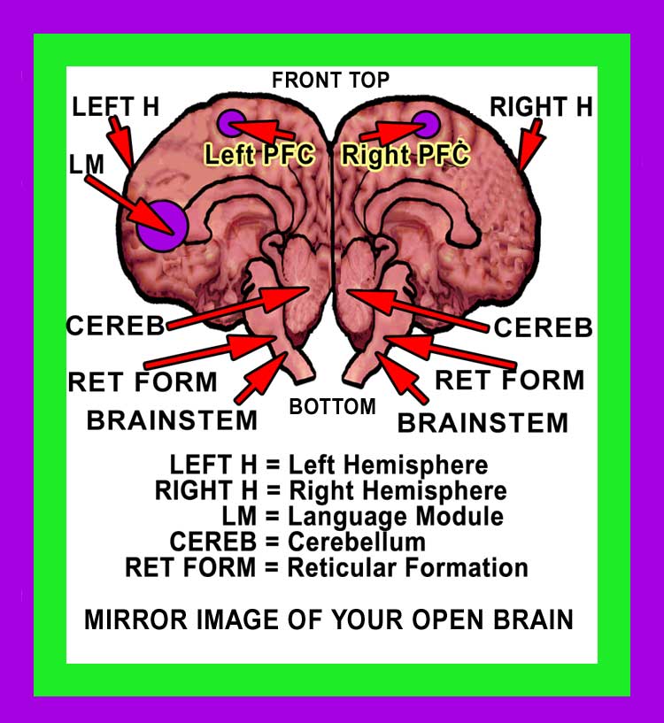 Consciousness Brain Image #2