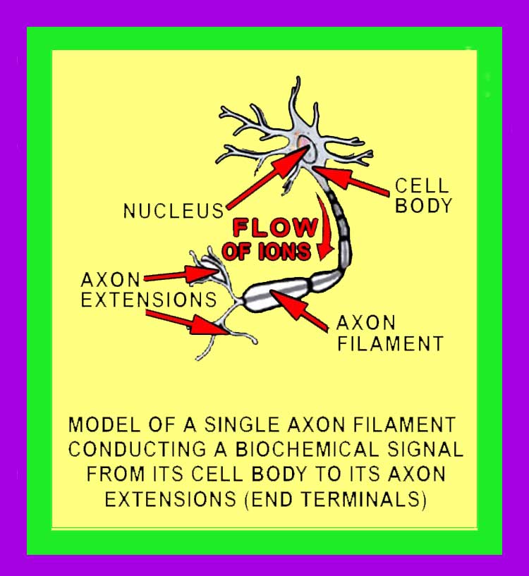Axons Image