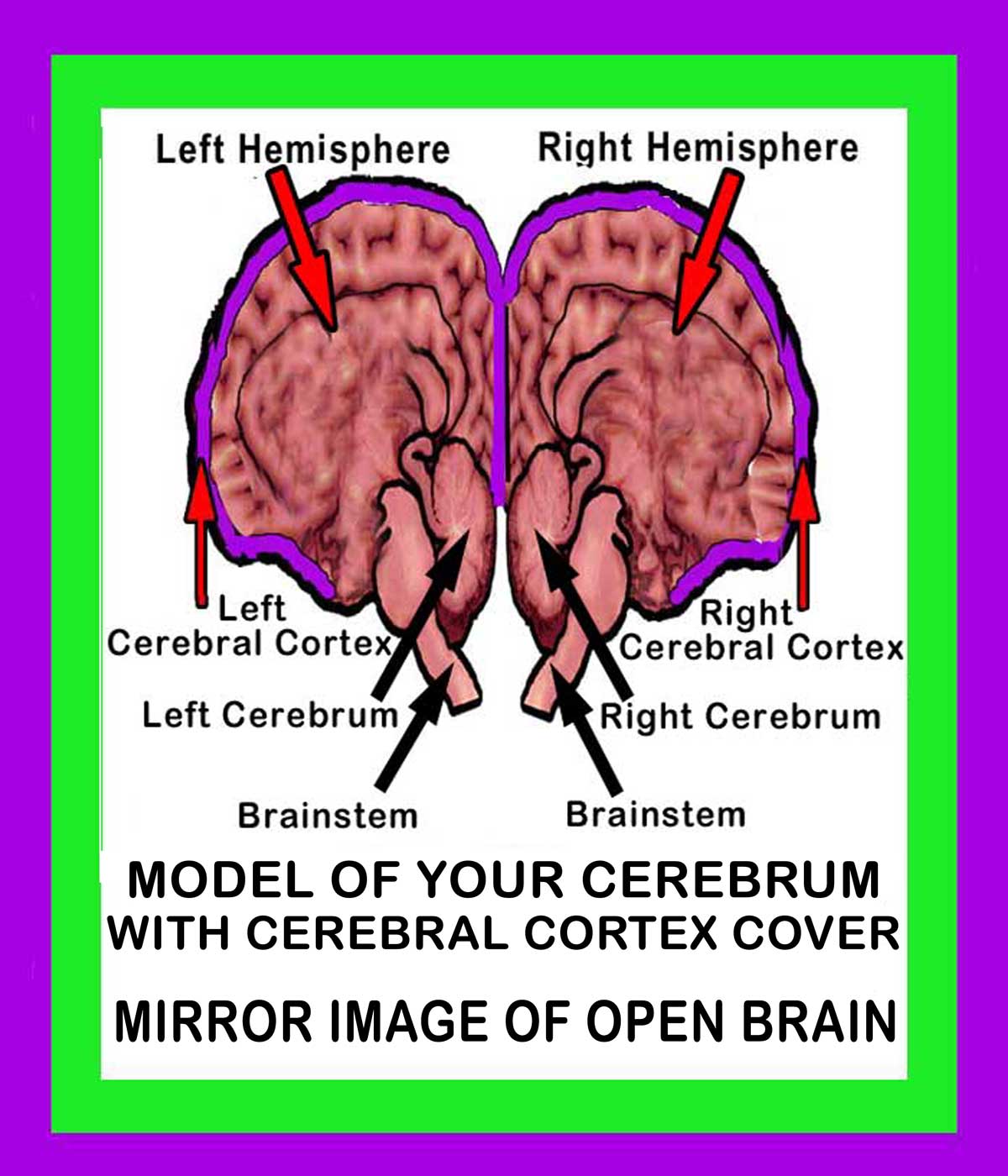 Cerebrum Image
