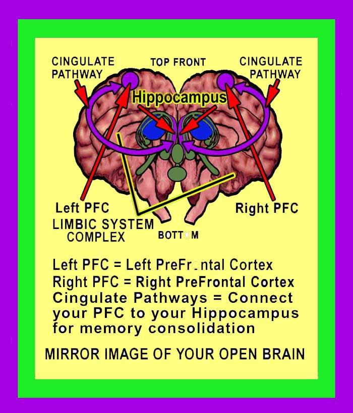 Prefrontal Cortex Image