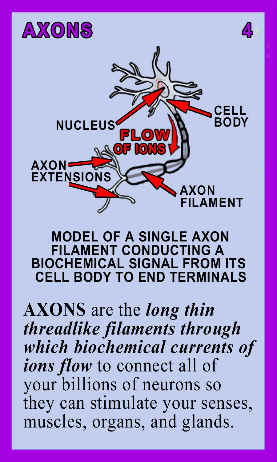 Axons-Back