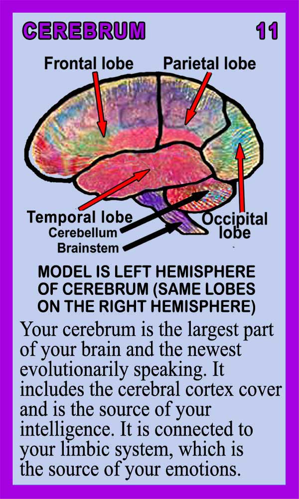 Cerebrum - Back