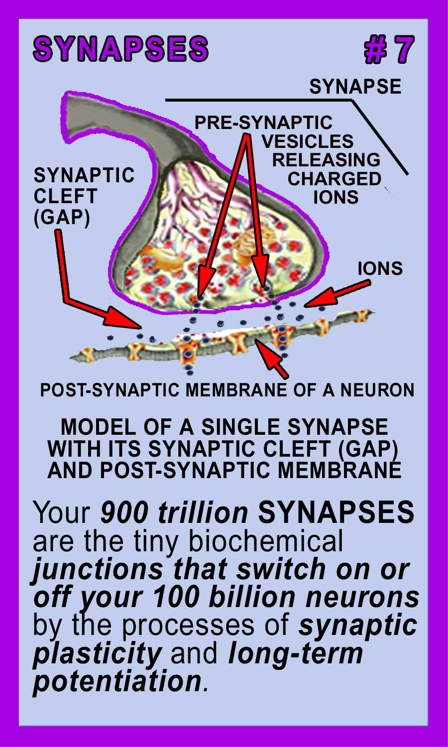 Synapses Back