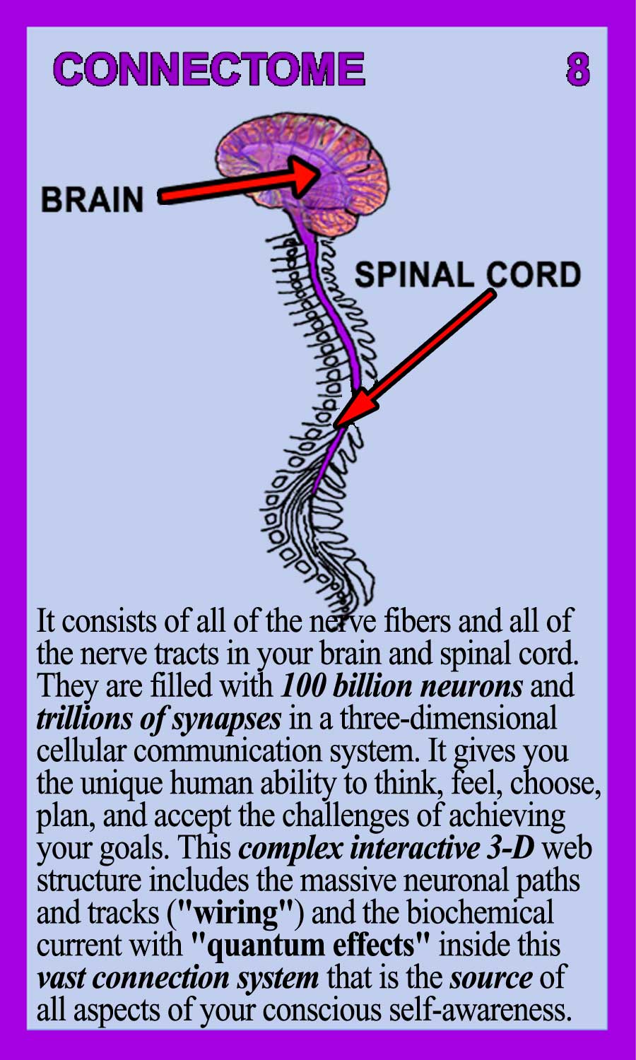 Connectome Back