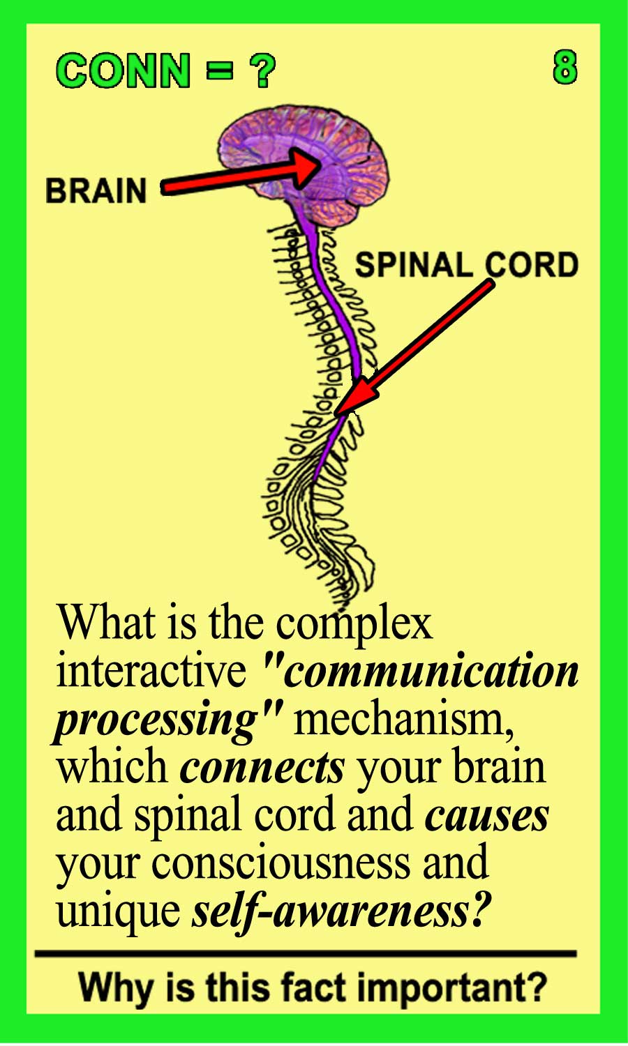 Connectome Front