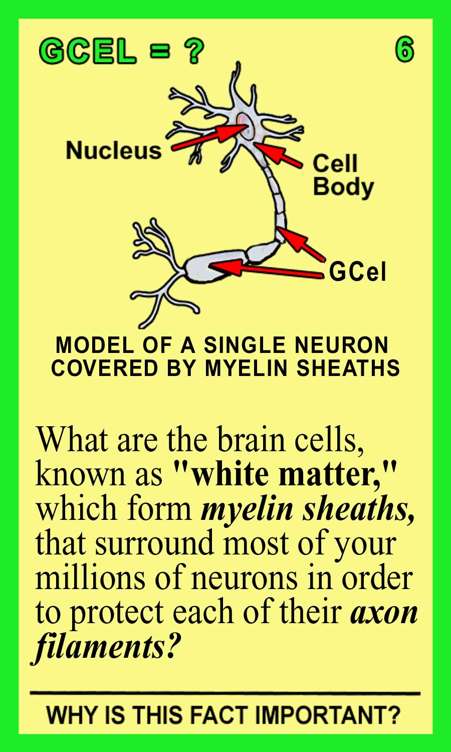 Glial Cells Front