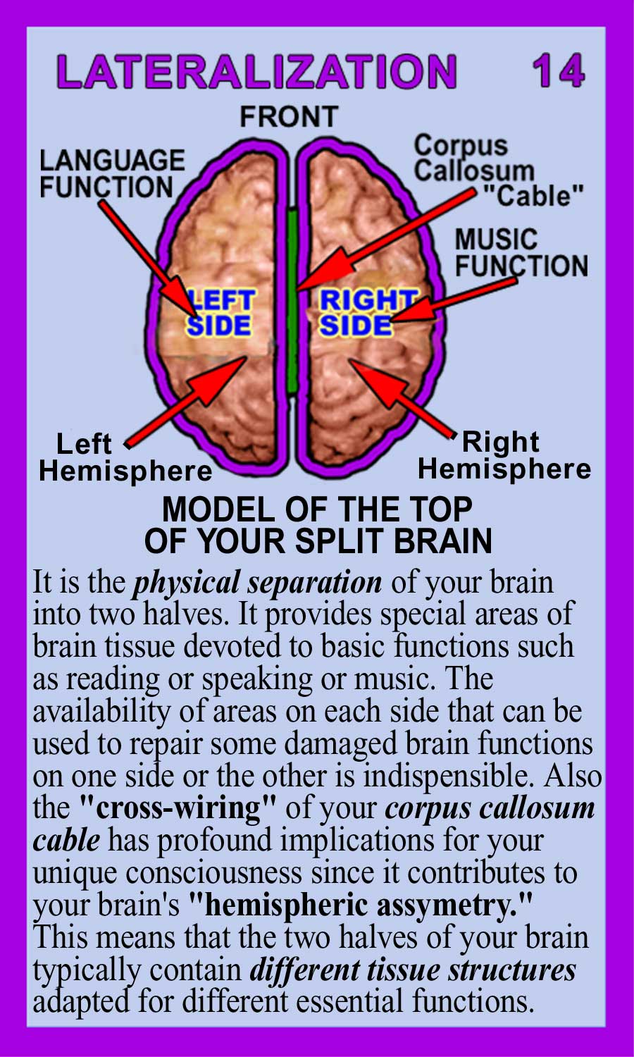 Lateralization Back