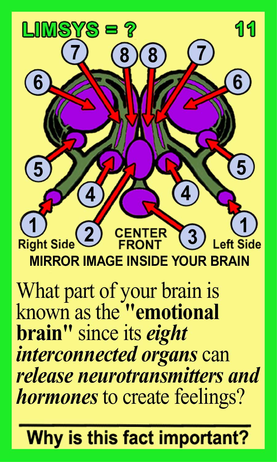 Limbic System Front