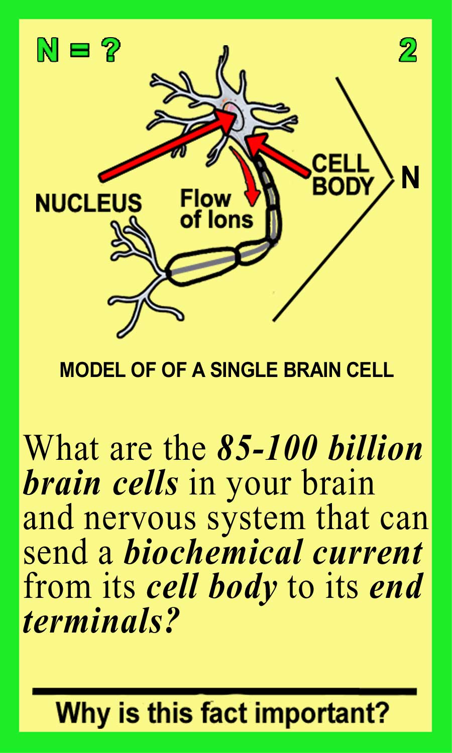 Neurons-Front