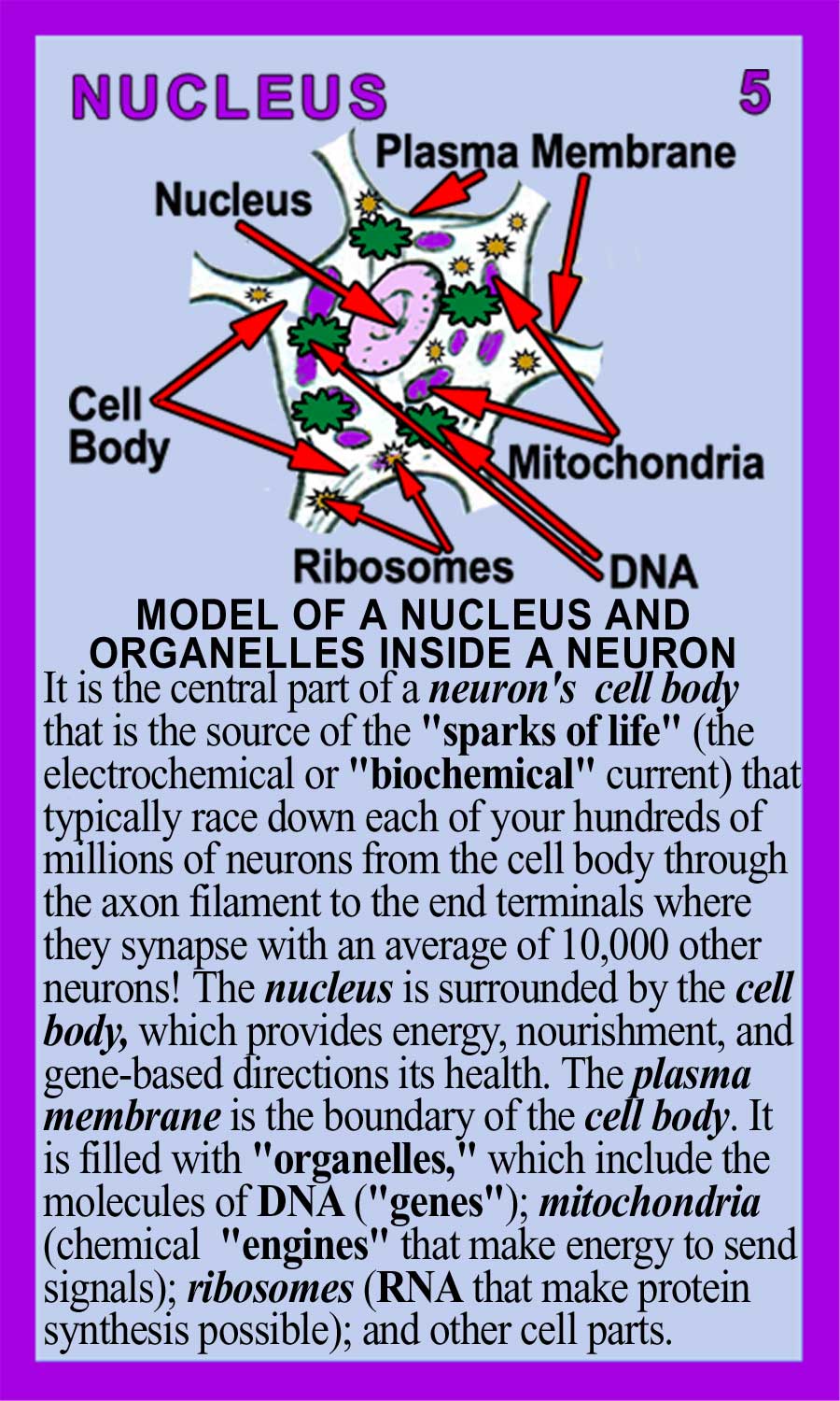 Nucleus-Back