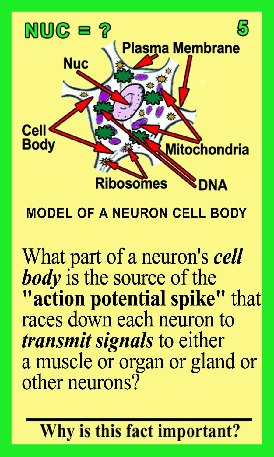 Nucleus-Front