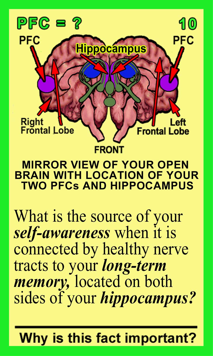 Prefrontal Cortex Front