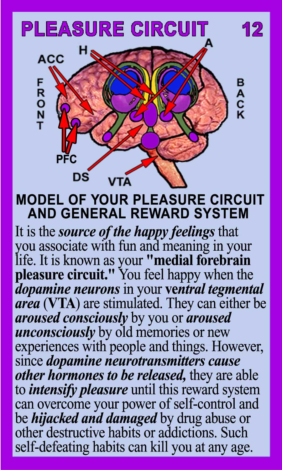 Pleasure Circuit Back