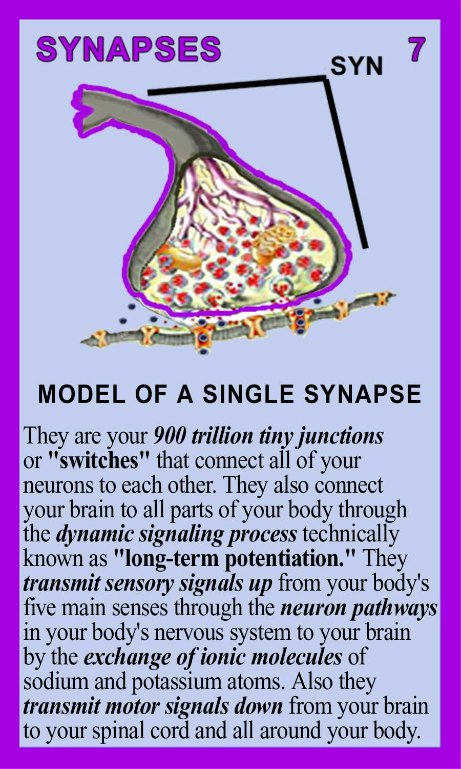 Synapses Back