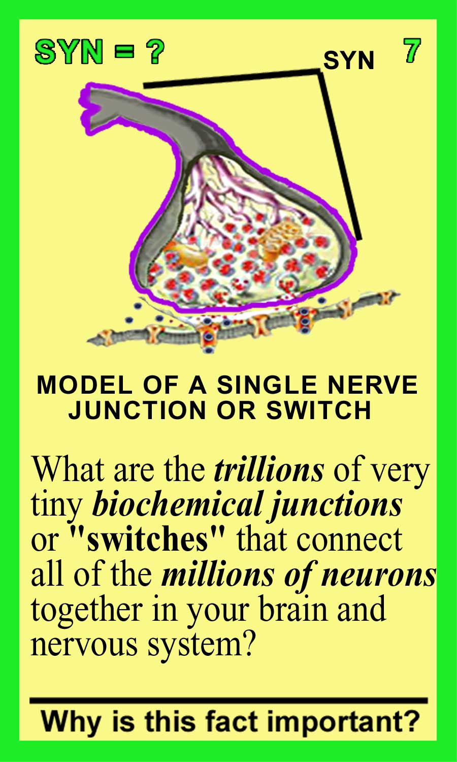 Synapses Front