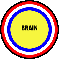 brain