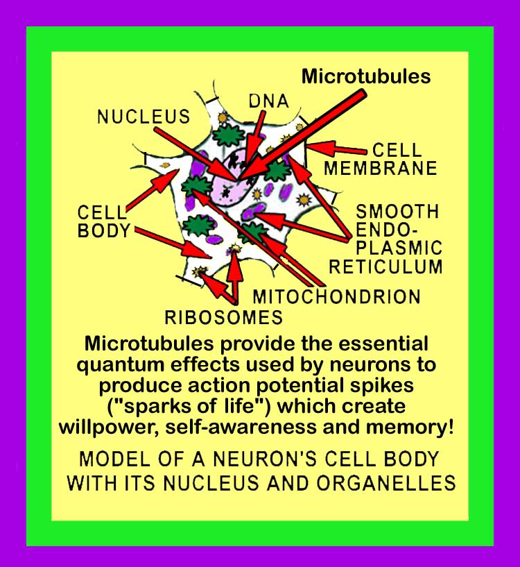 Nucleus of a Neuron Image