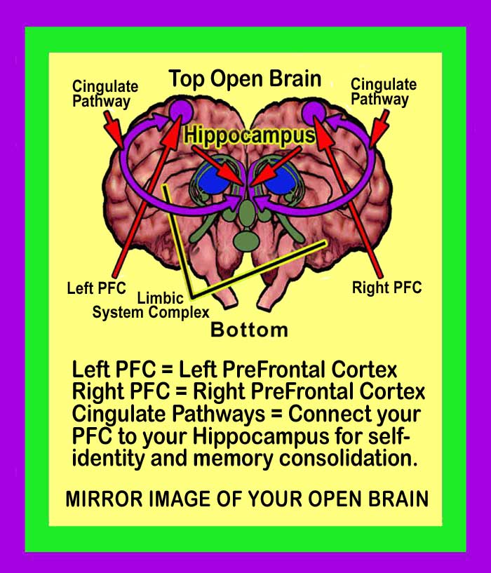 Prefrontal Cortex Image