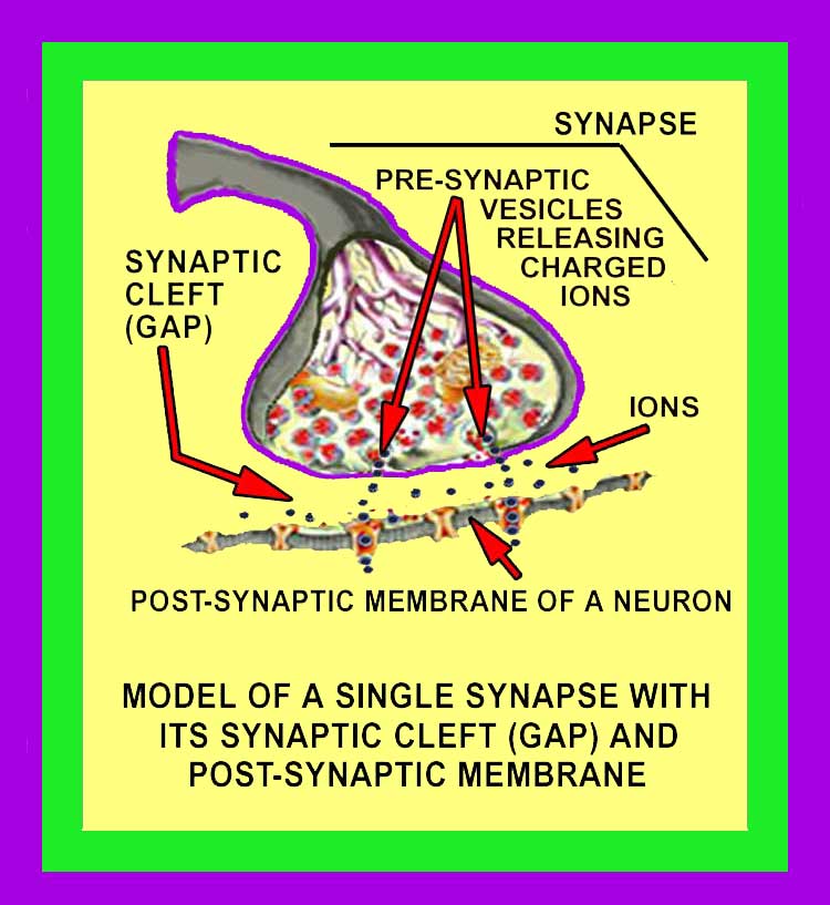 Postsynaptic Image