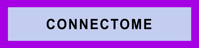 CONNECTOME