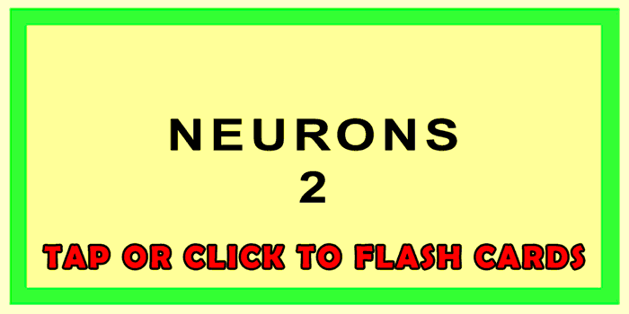 Neurons