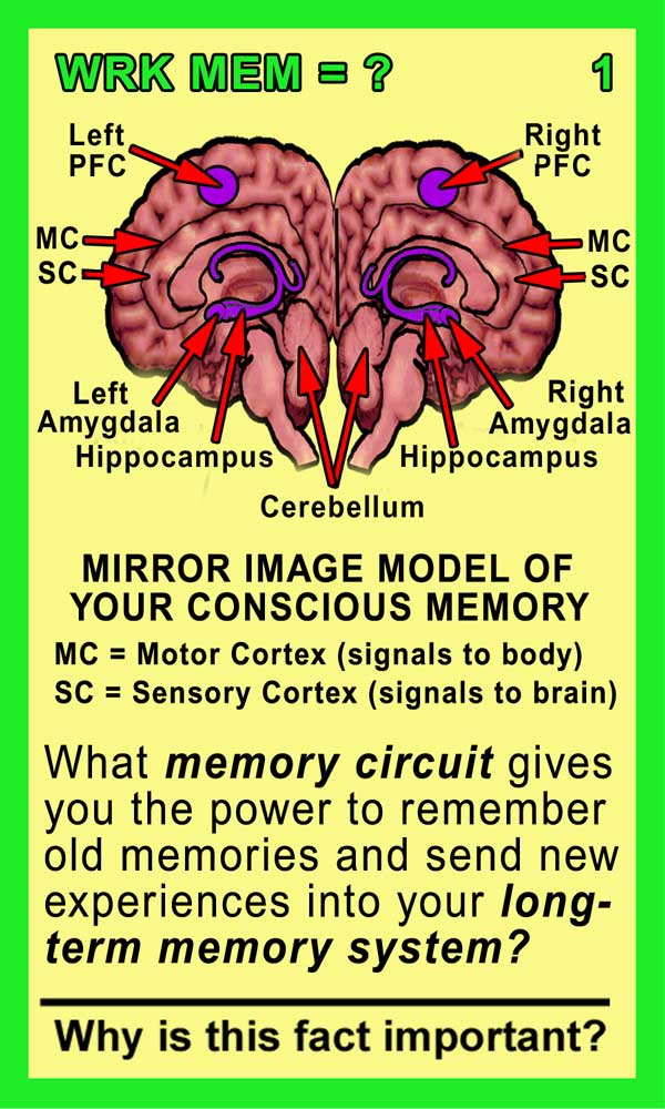Working Memory Front