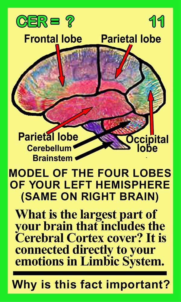 Cerebrum Front