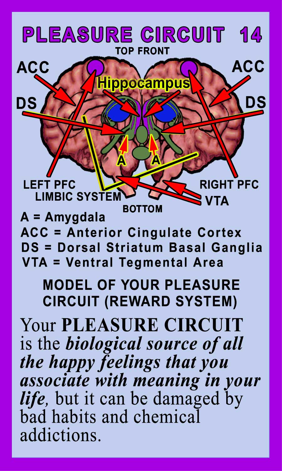 Pleasure Circuit Back