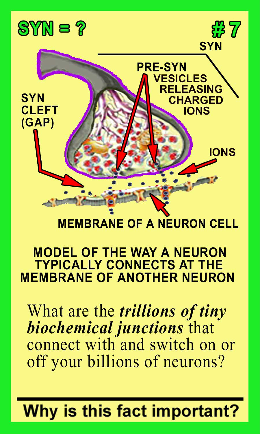 Synapses Front