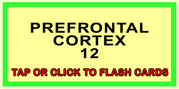 PreFrontal Cortex Front